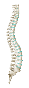 spine